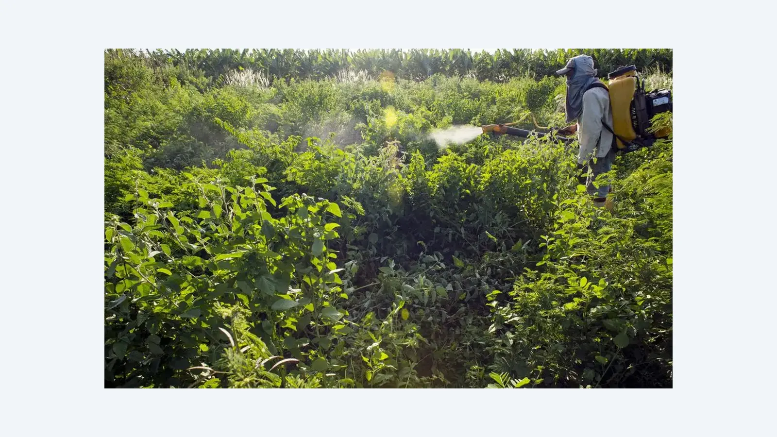 Governo define prioridades para redução do uso de agrotóxicos no Brasil