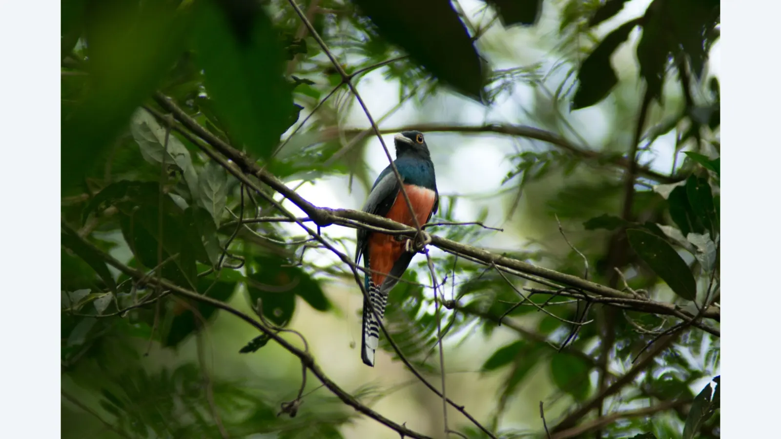Campo Grande celebra três anos como Capital do Birdwatching