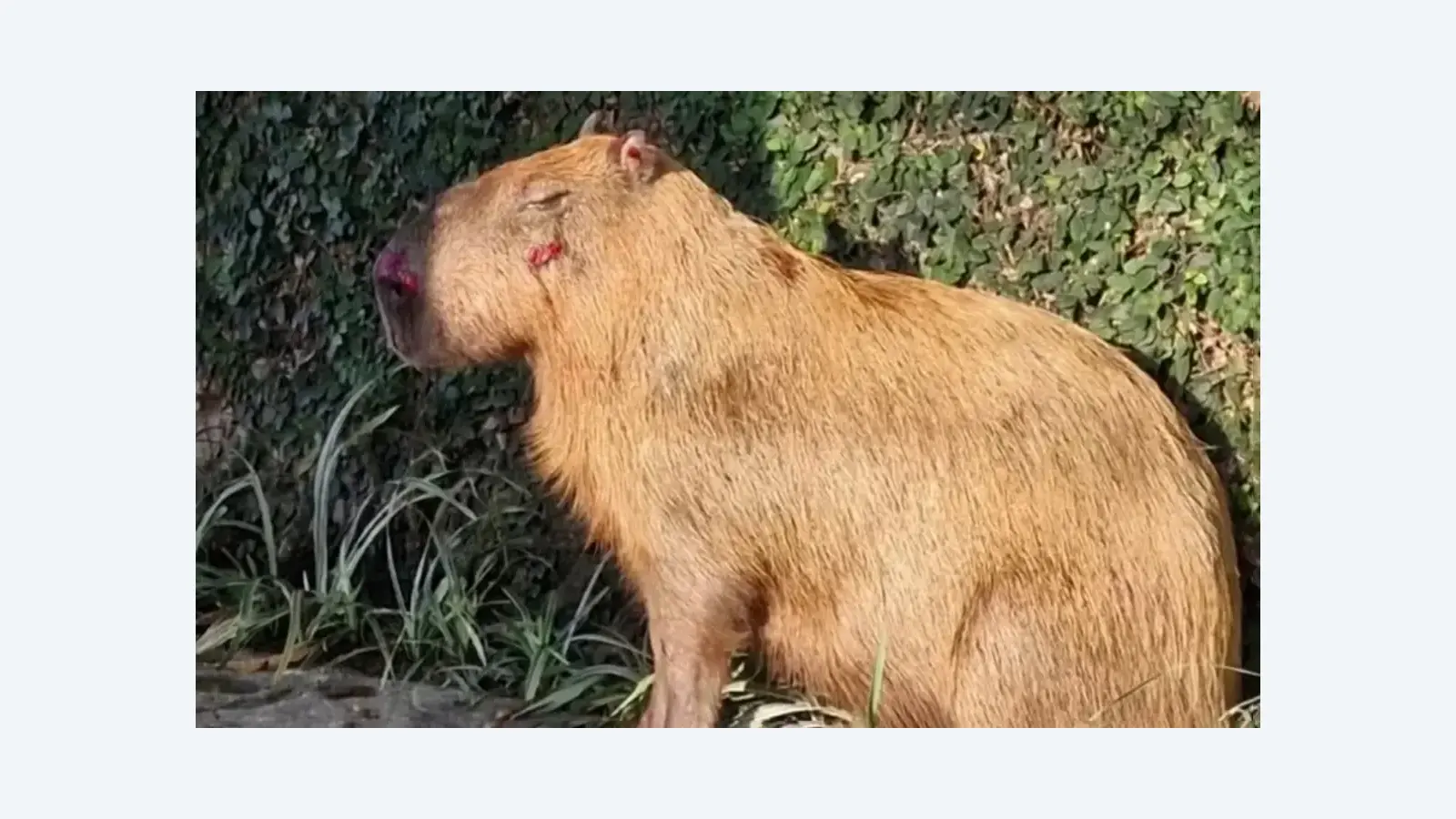 MPRJ denuncia agressores de capivara na Ilha do Governador no Rio de Janeiro