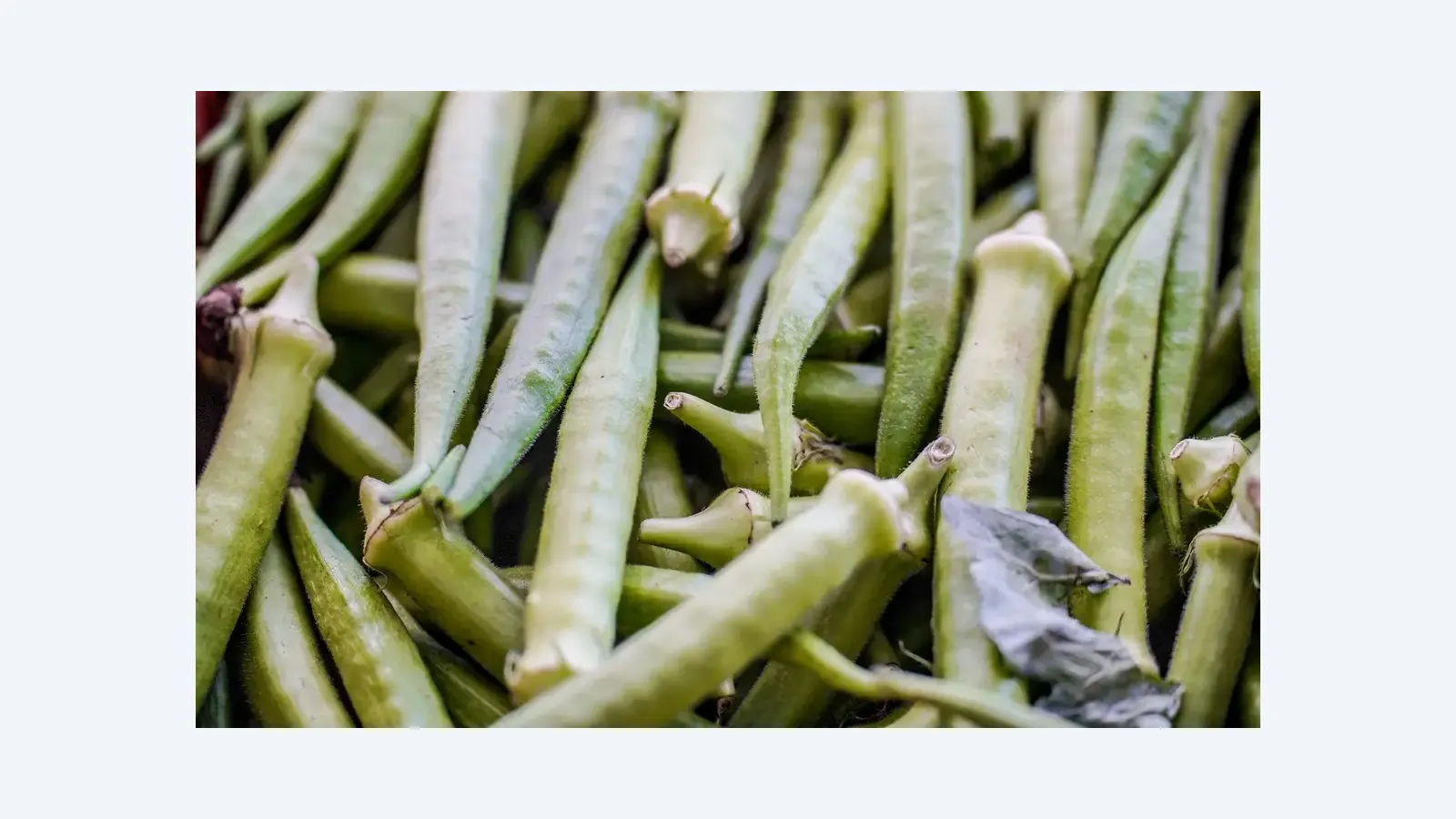 Garantia-Safra 2024: agricultores de 10 estados recebem R$ 1,2 mil em abril