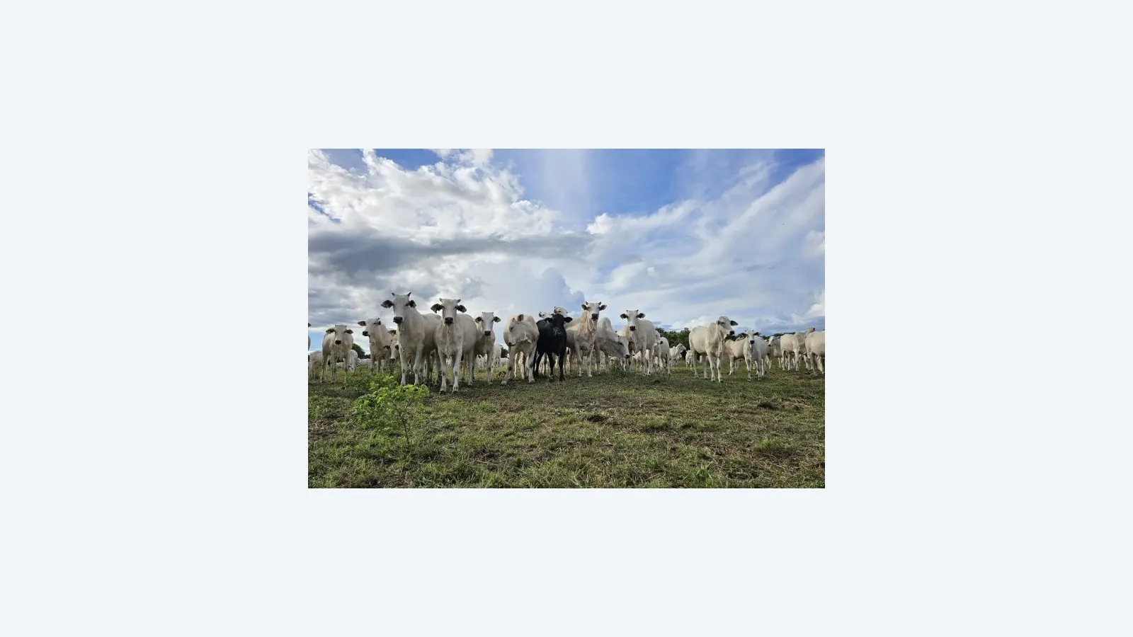 Mato Grosso do Sul avança na recuperação sustentável de pastagens