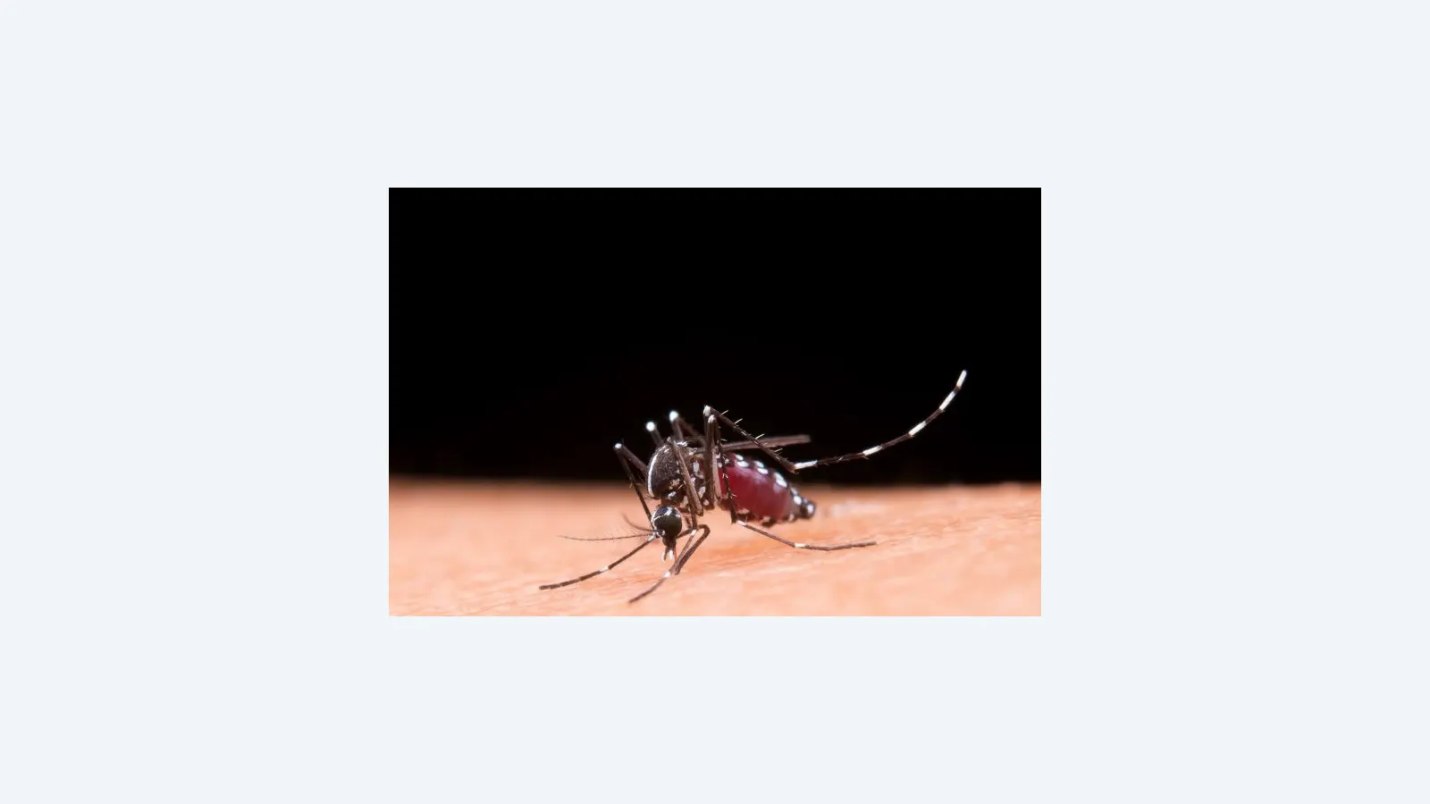 Mato Grosso do Sul registra 2.639 casos confirmados de chikungunya em 2026
