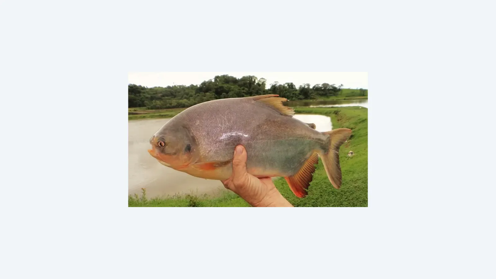 Biofilme sustentável de pele de peixe pode substituir embalagens plásticas