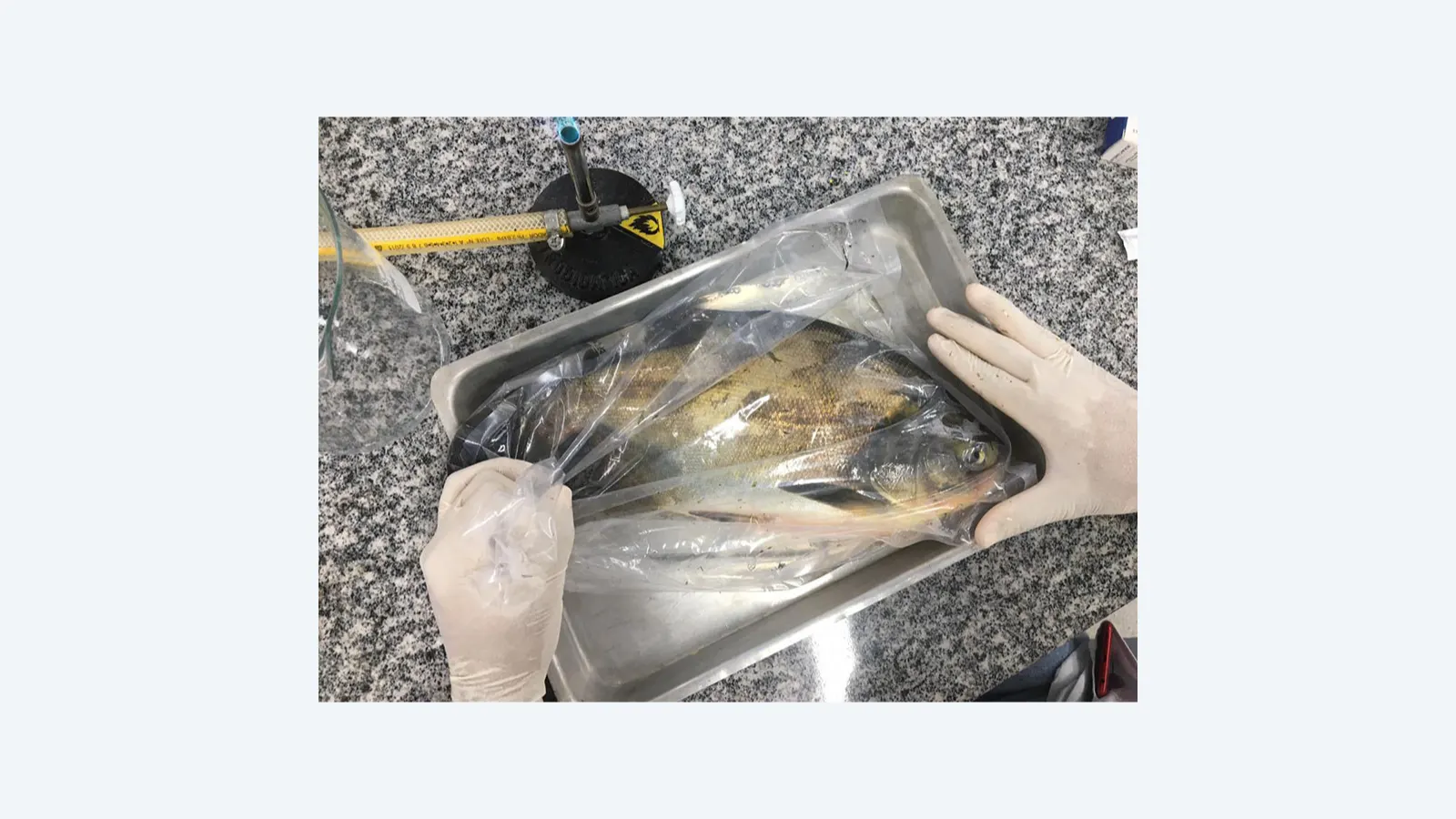 Salmonella é detectada em peixes cultivados no Mato Grosso