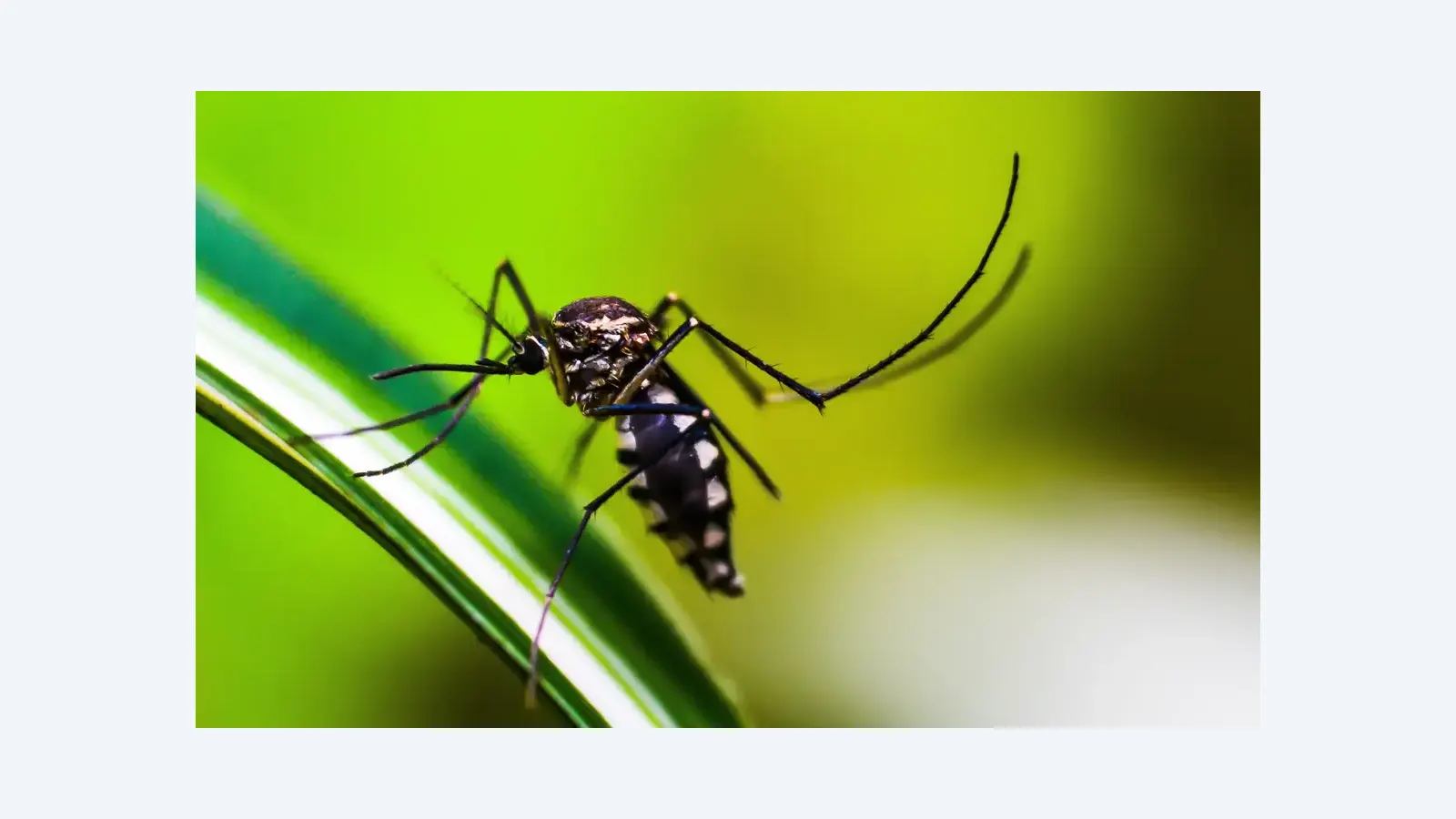 Casos de dengue no Brasil caem 75% nos primeiros meses de 2026