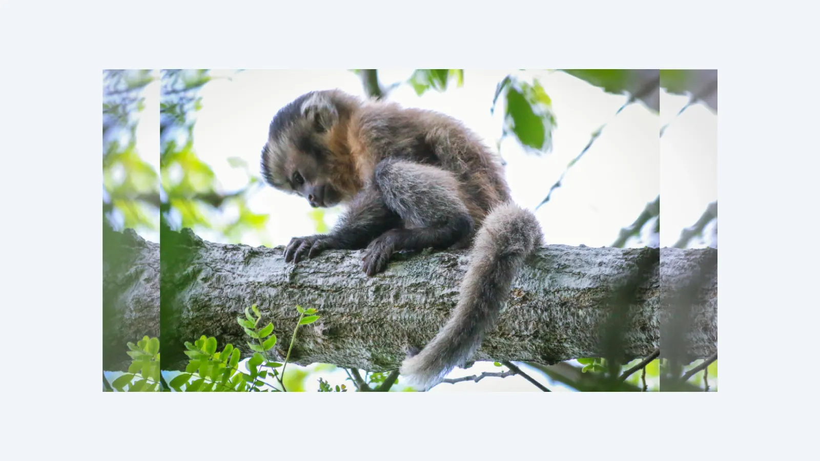 Macaco-prego leucístico é registrado pela primeira vez no Parque Ubajara