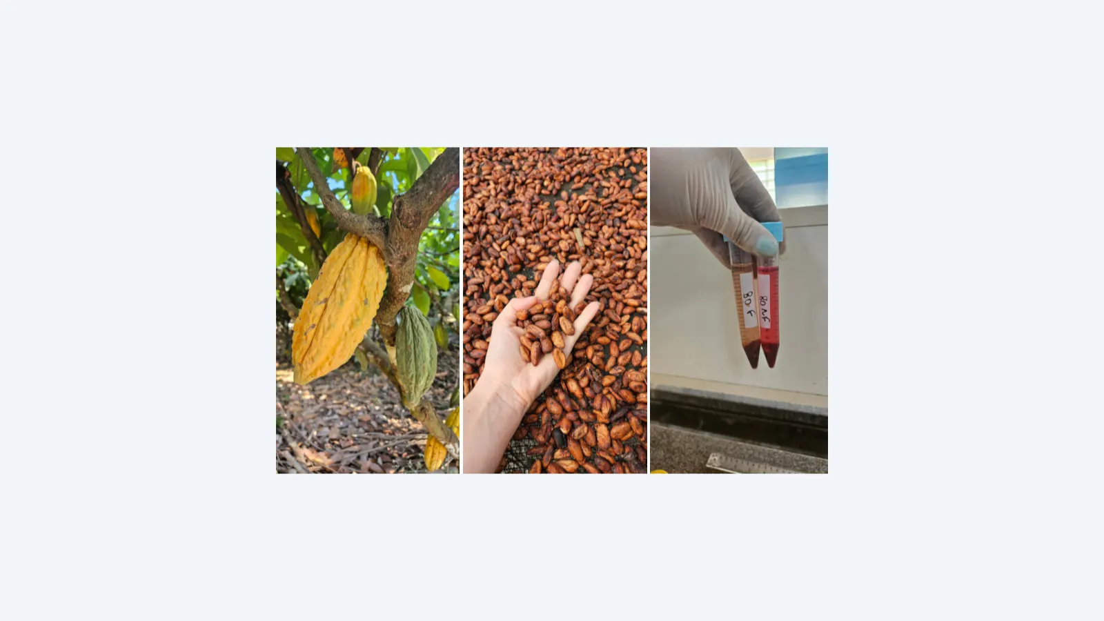 Pesquisa aprimora sabor e valor nutricional do chocolate amazônico