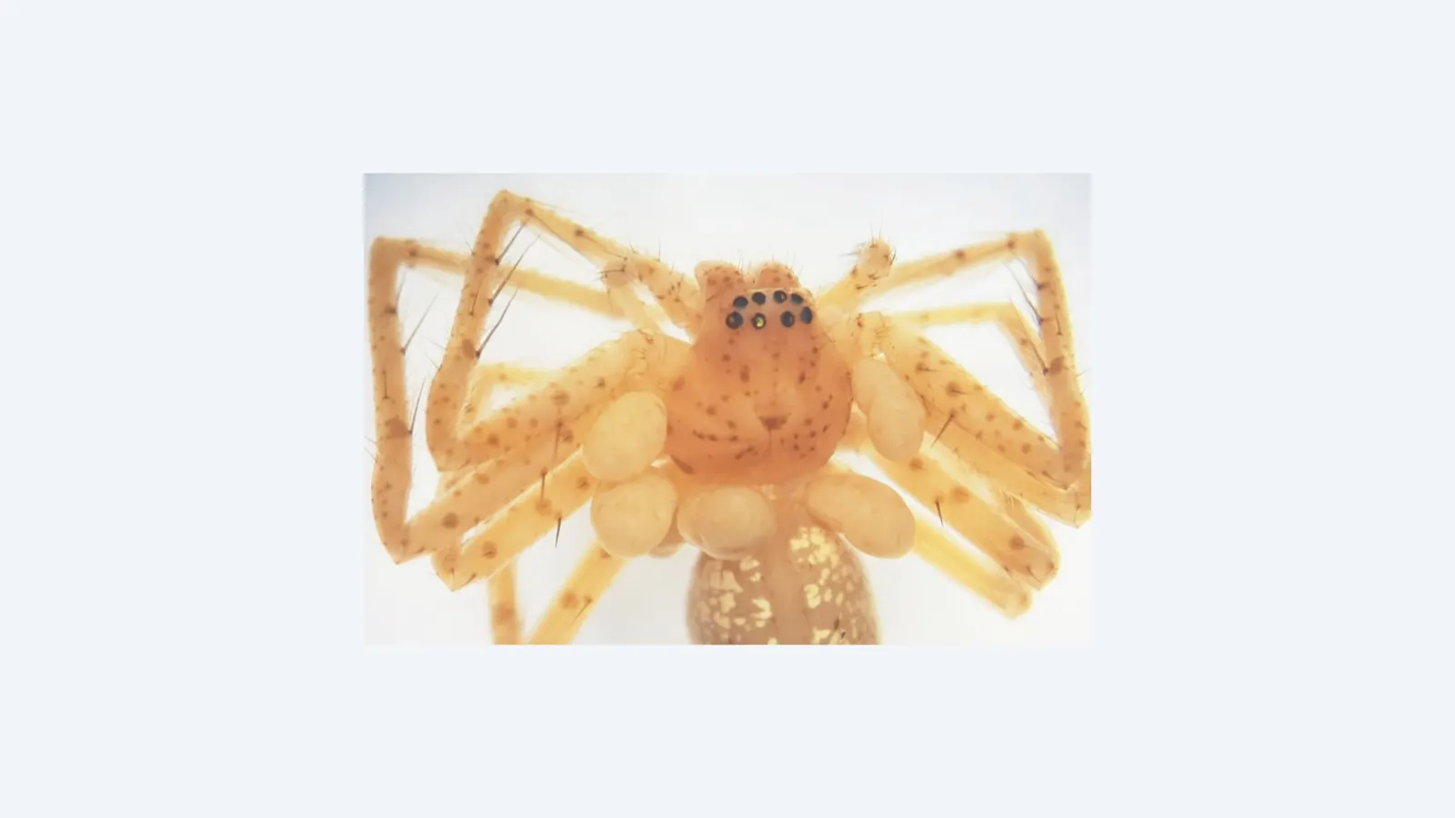 Descoberta nova espécie de ácaro parasita de aranhas no Brasil