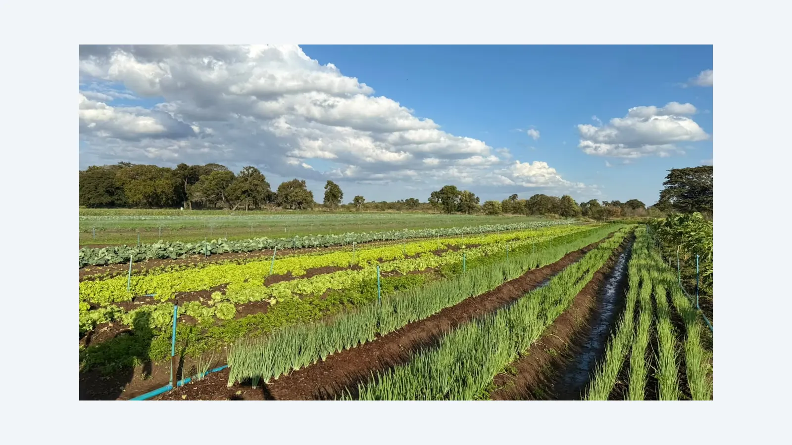 FAC e CoopUrb definem estratégias para fortalecer agricultura urbana em Campo Grande