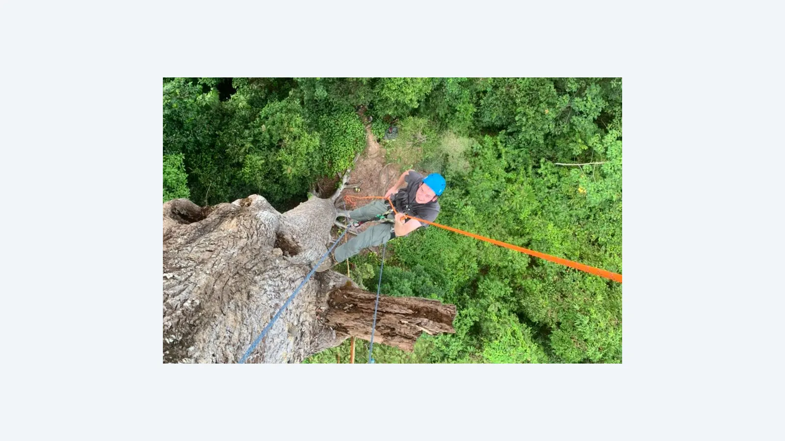 Estudo revela como árvores gigantes superam desafios na transporte de água