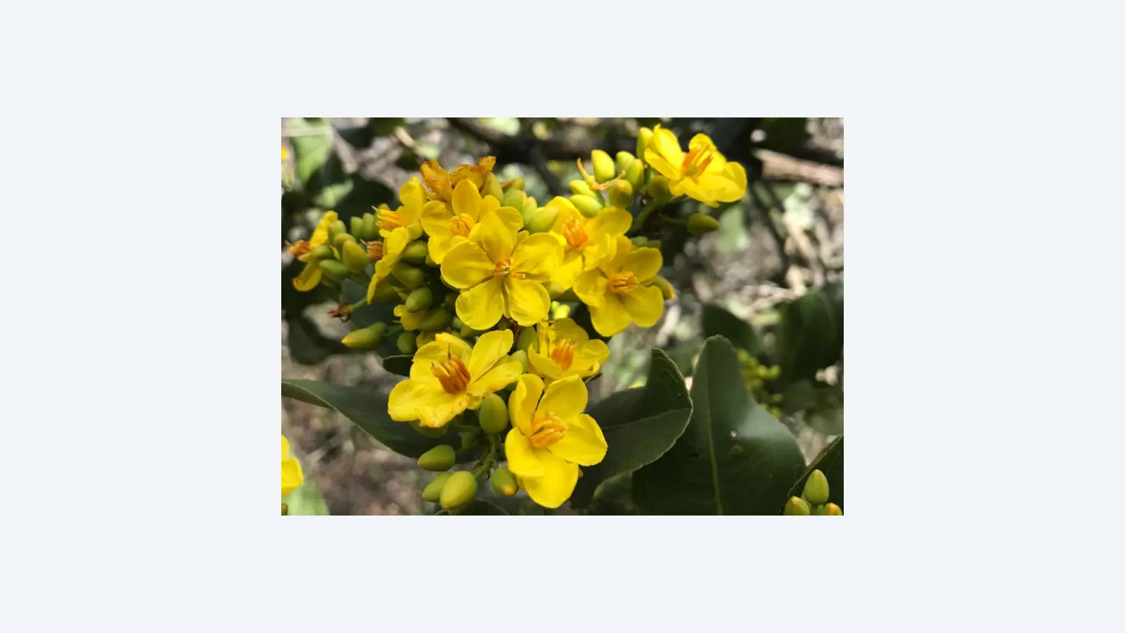 Mudanças Climáticas Reduzem Período de Floração no Cerrado