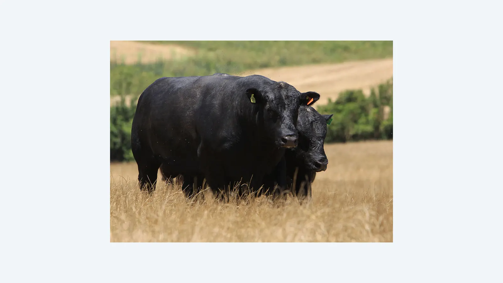 Brasil lança selo Beef on Dairy para carne premium Angus e leiteiras