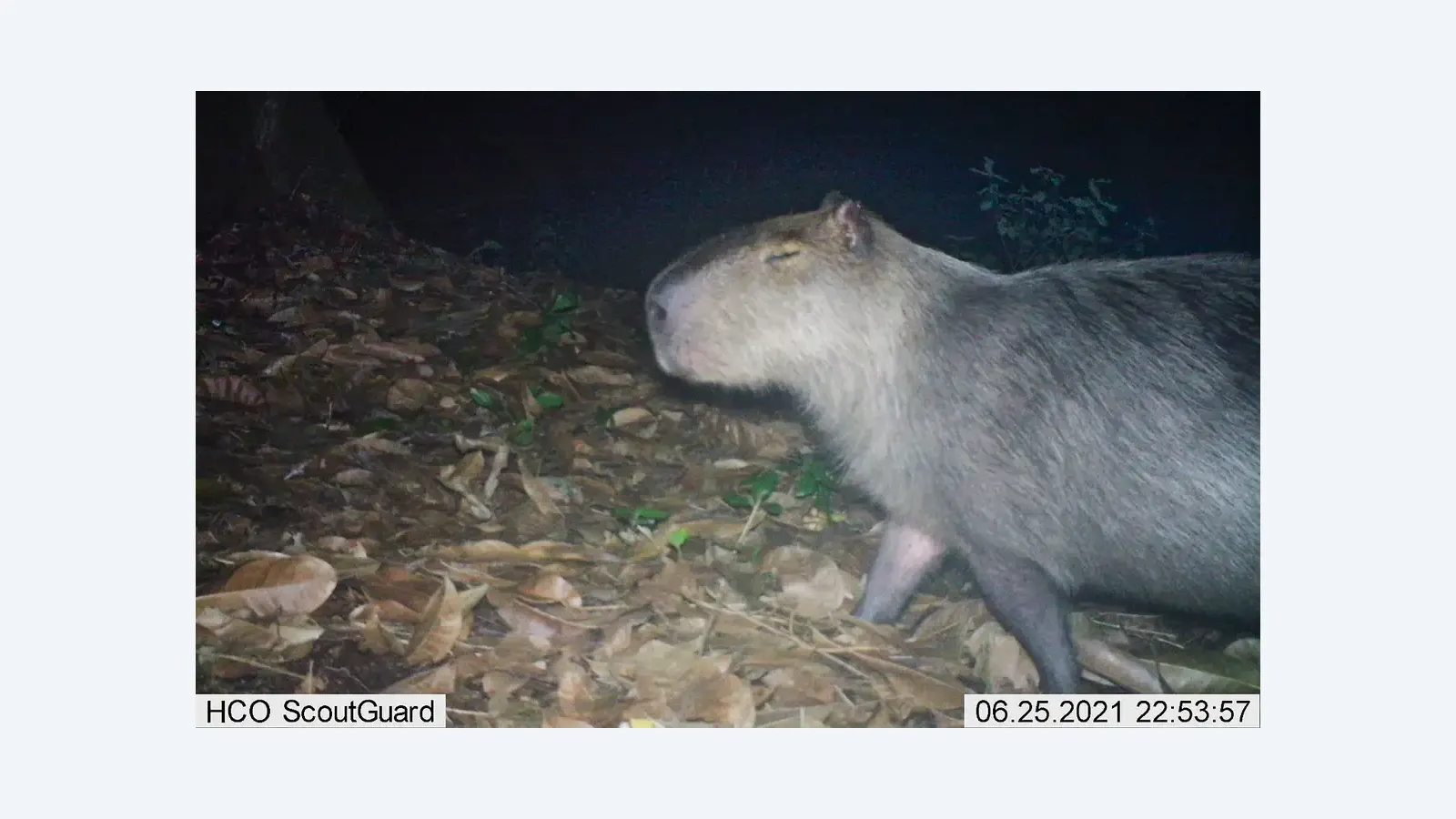 Seis homens são presos por agressão a capivara na Ilha do Governador