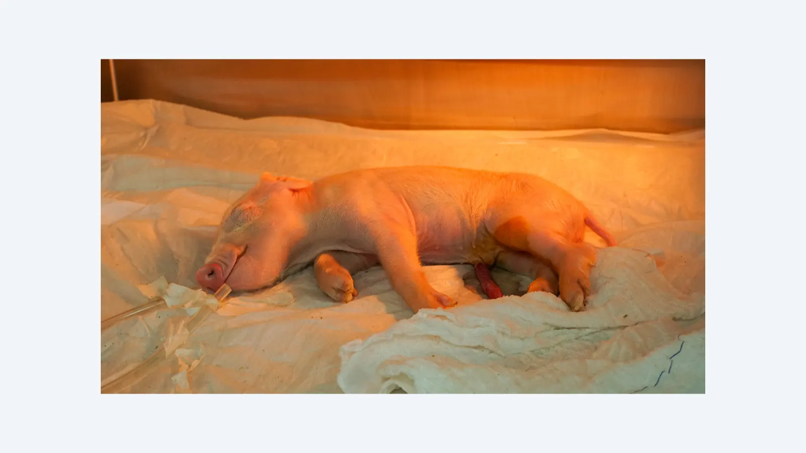 Brasil cria primeiro porco clonado da América Latina para transplantar órgãos no SUS