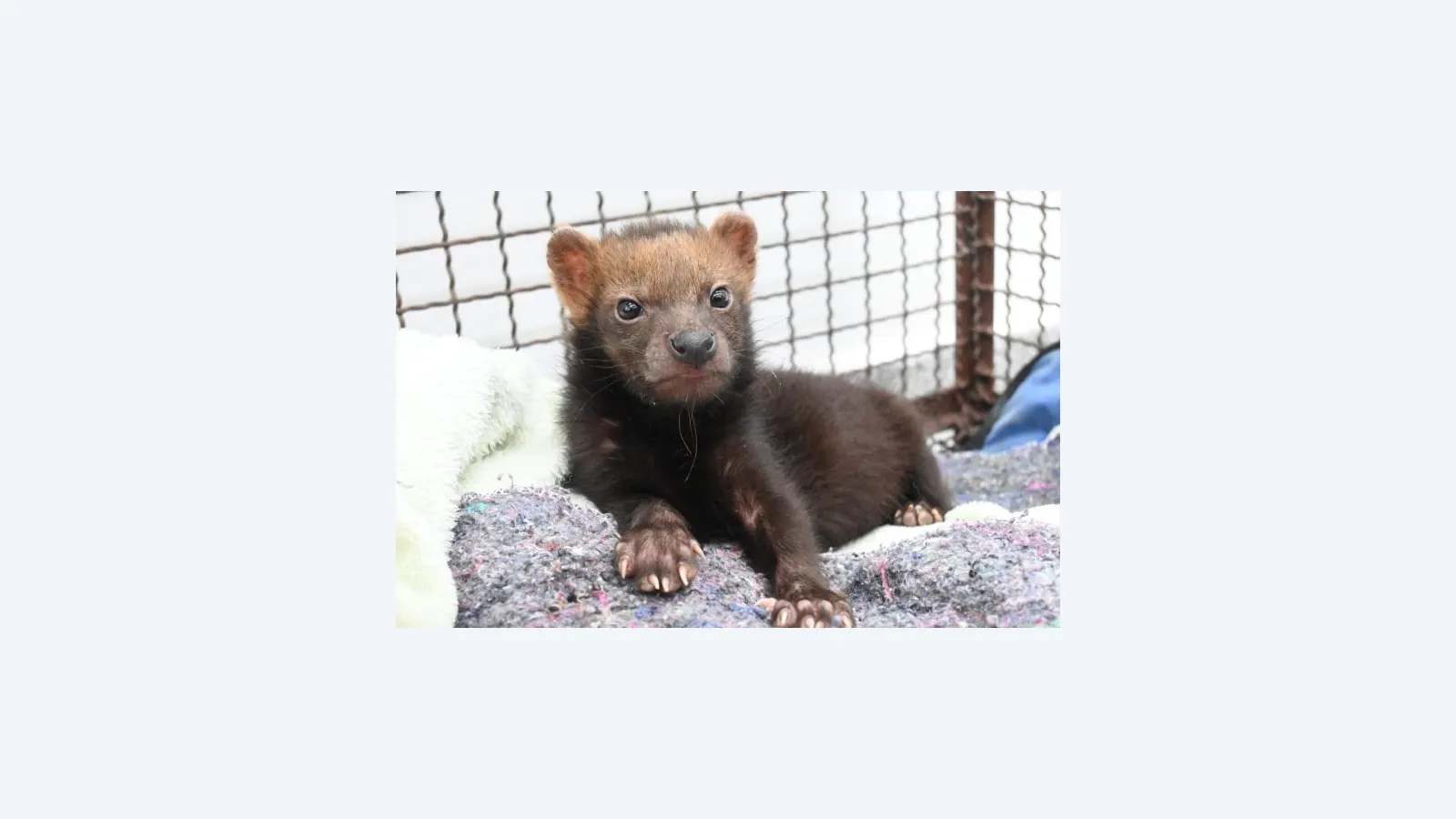 Filhote de cachorro-vinagre recebe cuidados em MS e marca conservação da espécie