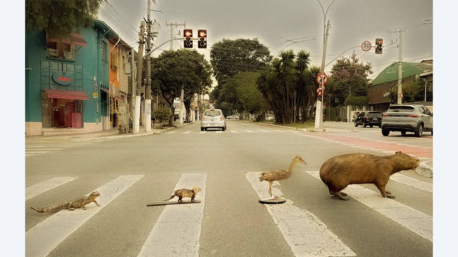 Exposição 'Existe Bicho em SP?' destaca fauna urbana em São Paulo