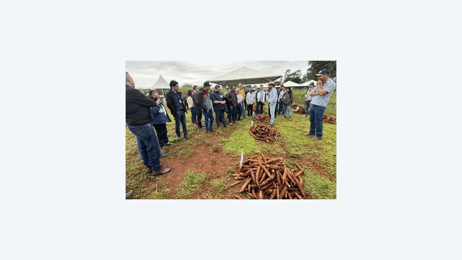 Dia de Campo em Campo Grande apresentou tecnologias e cultivares de mandioca