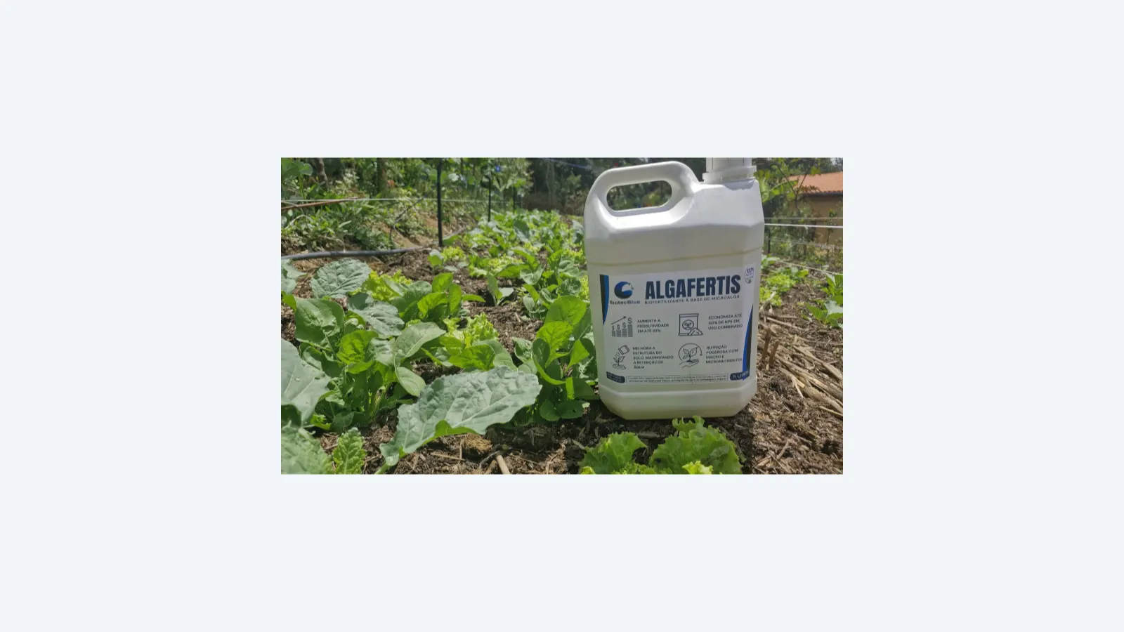 Bioinsumo de microalgas oferece alternativa sustentável aos fertilizantes