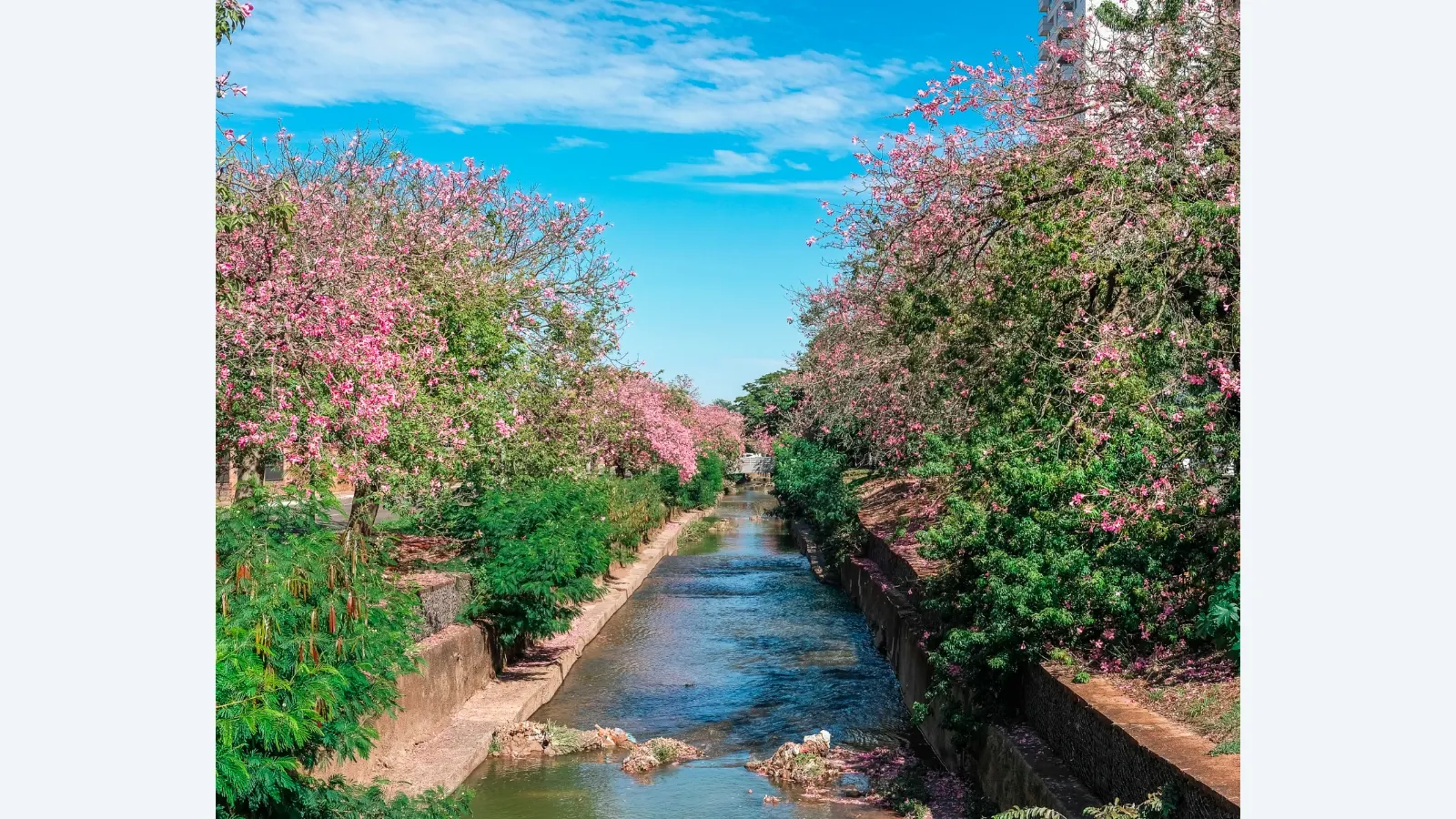 Campo Grande se destaca como referência em sustentabilidade no Dia do Meio Ambiente