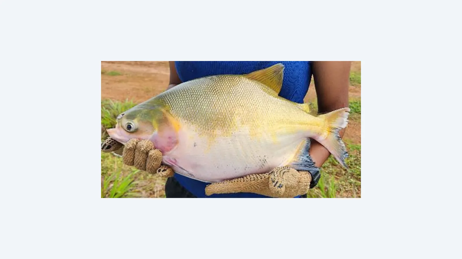 Cultivo integrado de tambaqui e curimba é mais sustentável na Amazônia