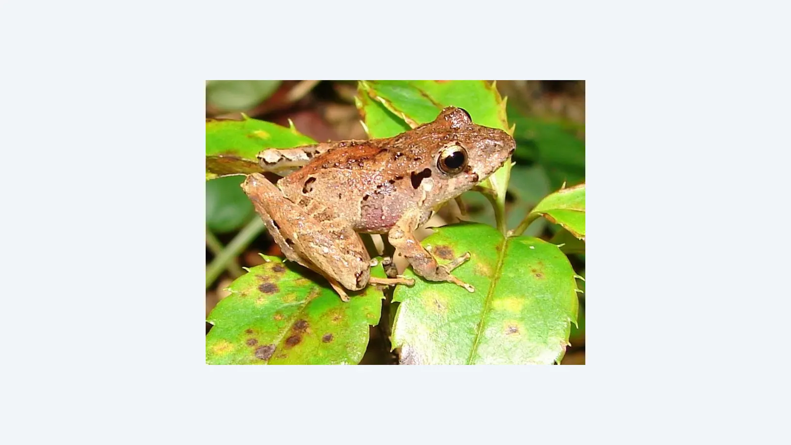 Estudo revela como a conexão entre florestas e rios protege anfíbios de fungos letais