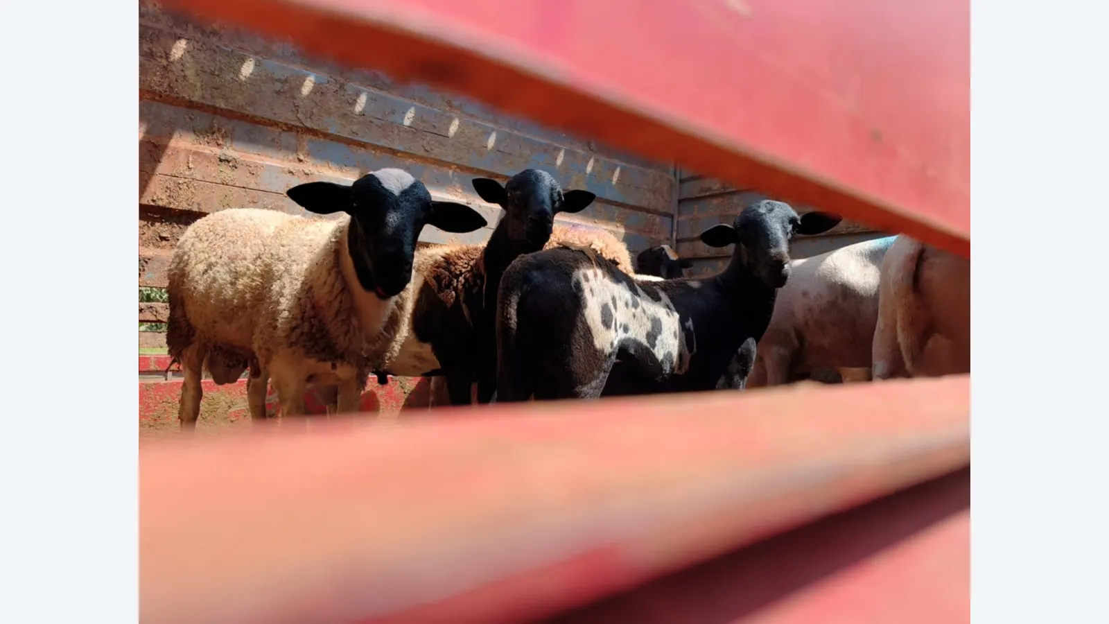 Campo Grande inicia novo ciclo com primeiro embarque de ovinos da agricultura familiar