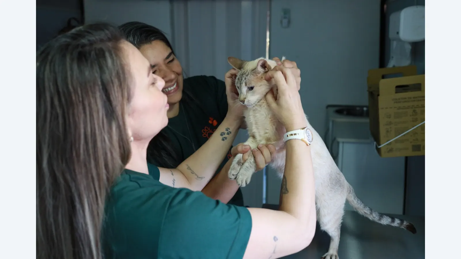 Subea alerta sobre riscos da vacina anti-cio em pets: entenda os perigos