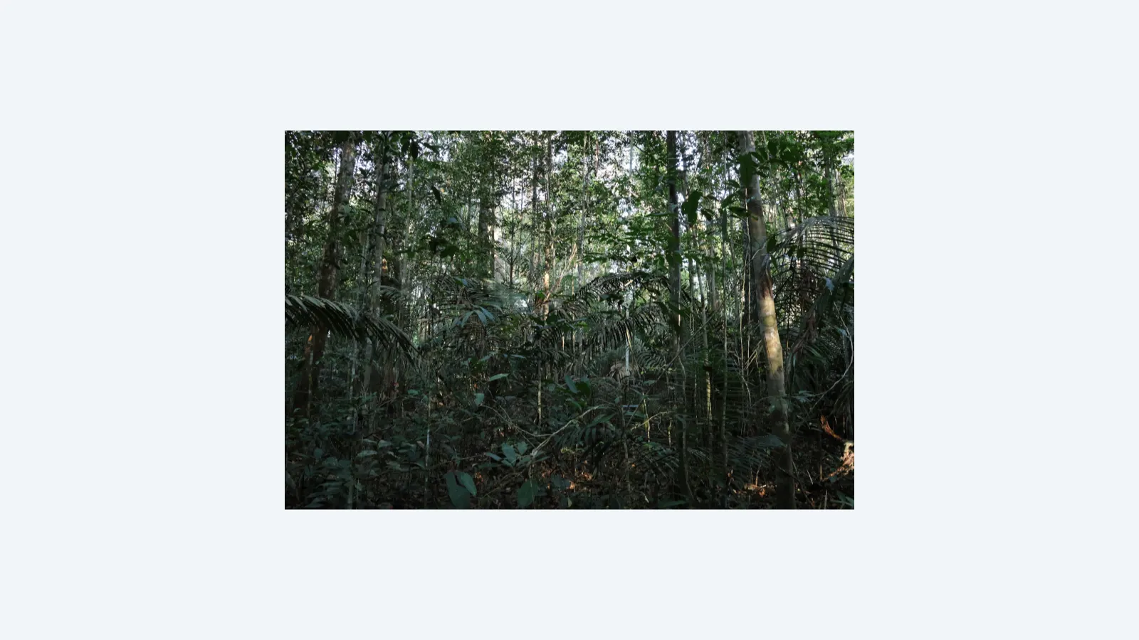 Florestas Primárias da Amazônia: Guardiãs da Biodiversidade Apesar dos Impactos