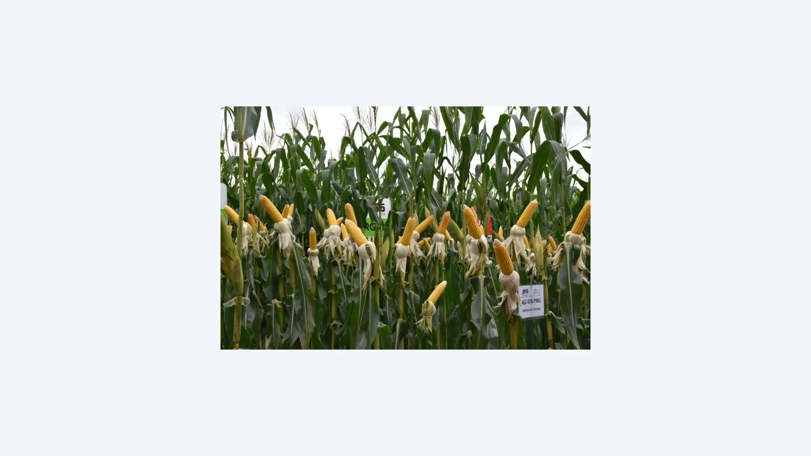 Irrigação no MS: Estratégia para Aumentar Produtividade do Milho