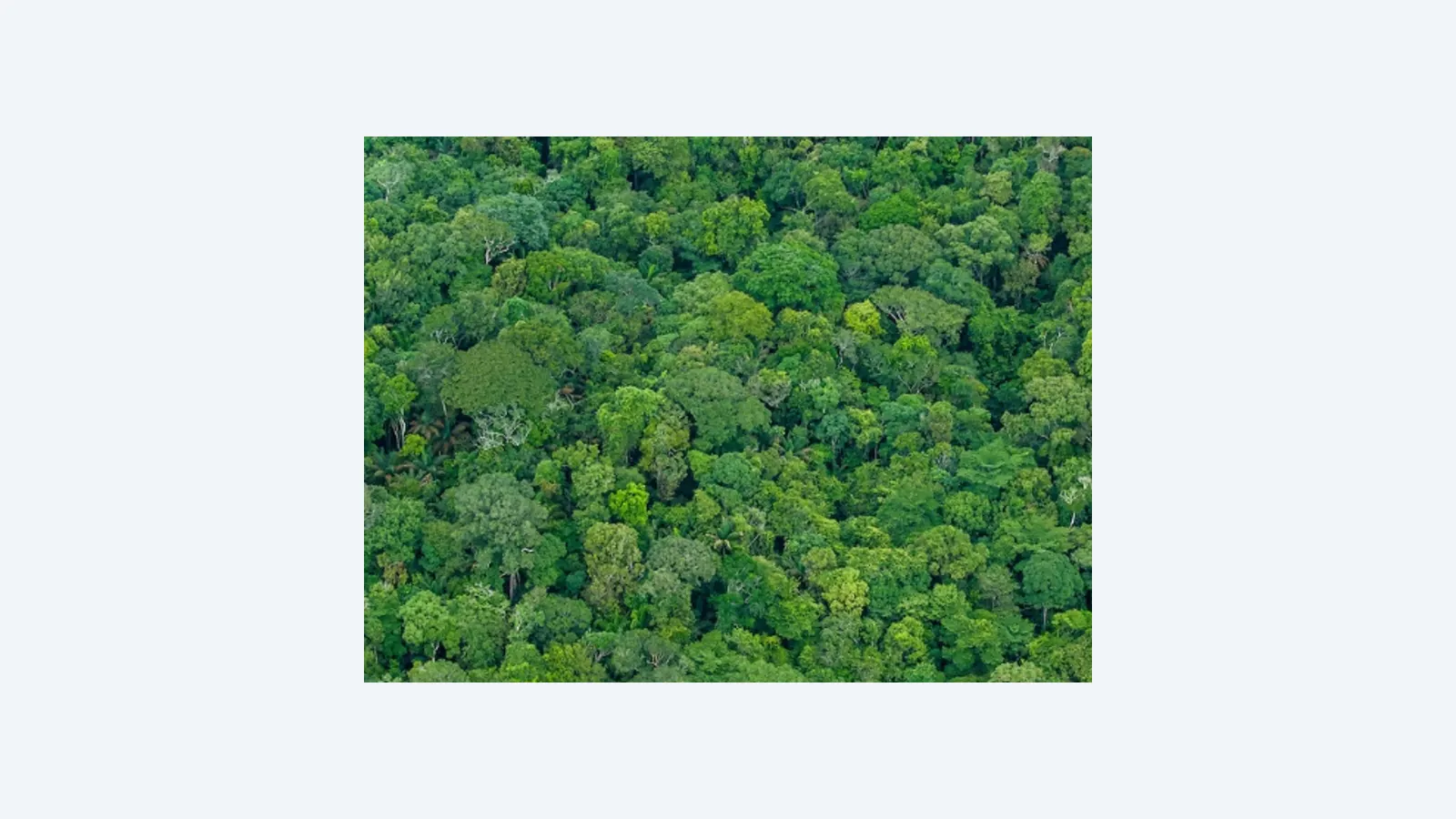 Manejo florestal sustentável promove recuperação e captura de carbono