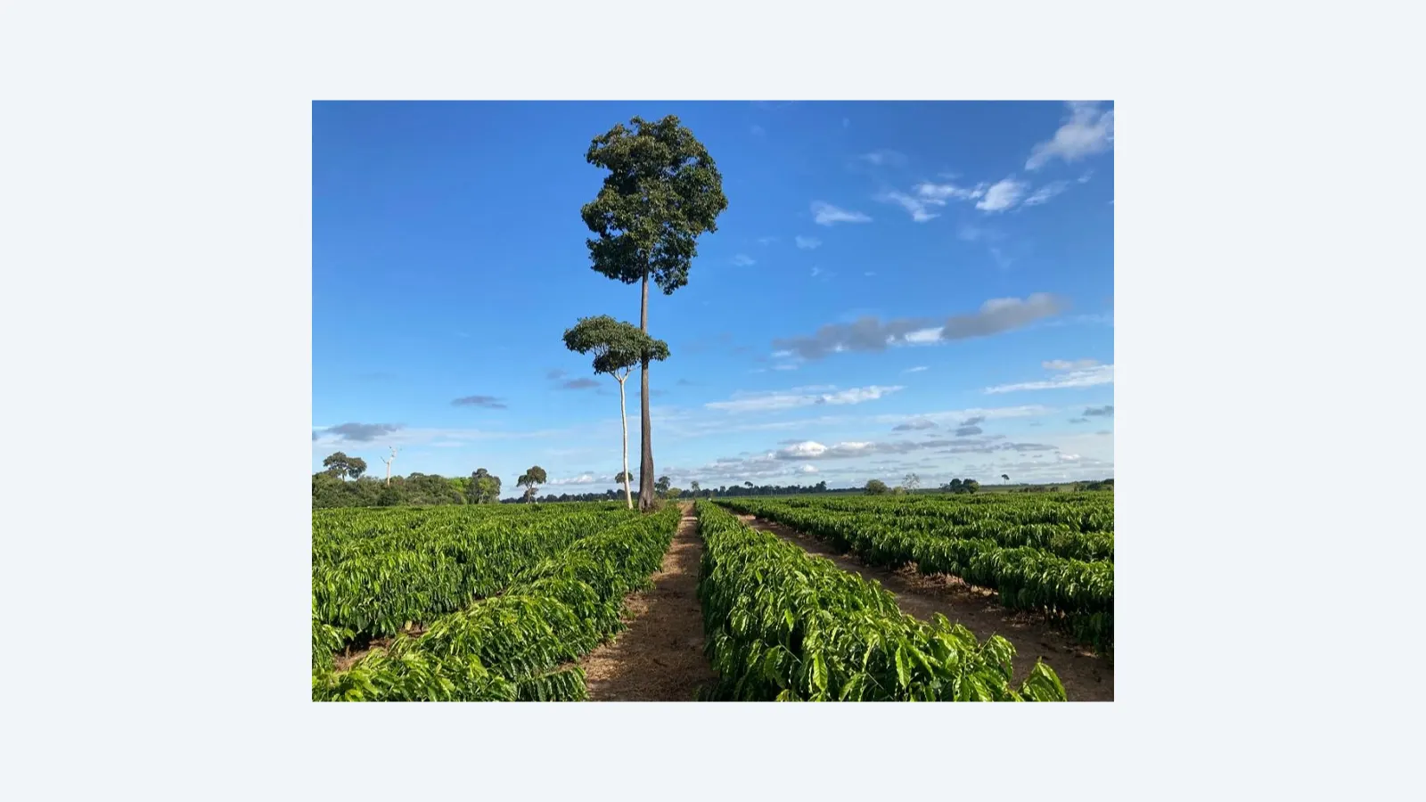Zoneamentos da Embrapa impulsionam agricultura sustentável no Brasil