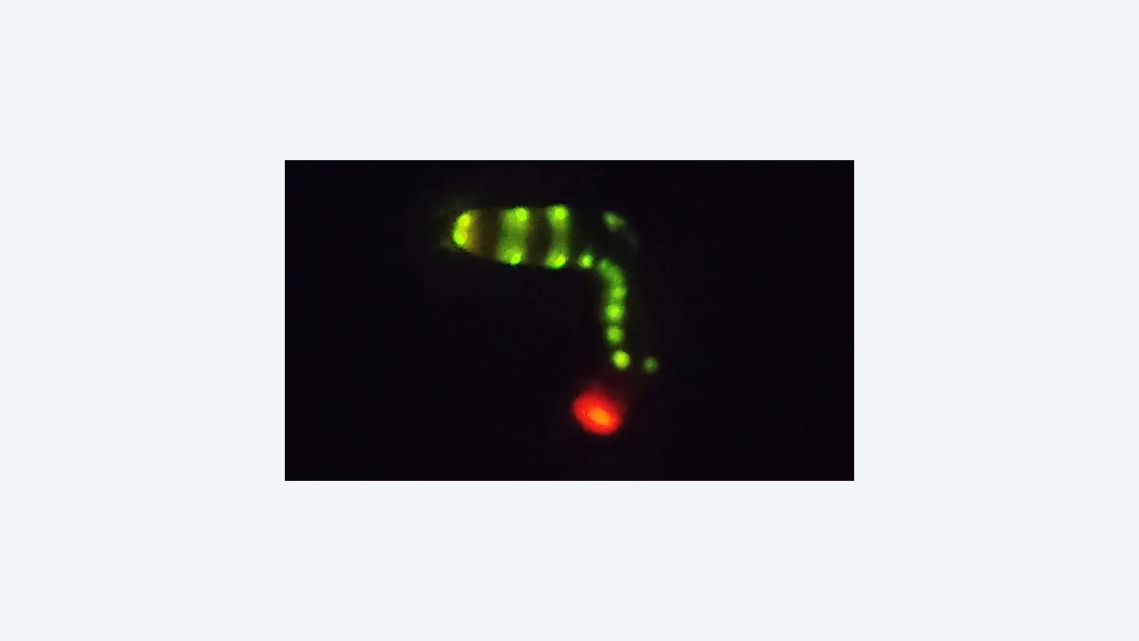 Bioluminescência vermelha da larva-trenzinho inspira avanço na biomedicina