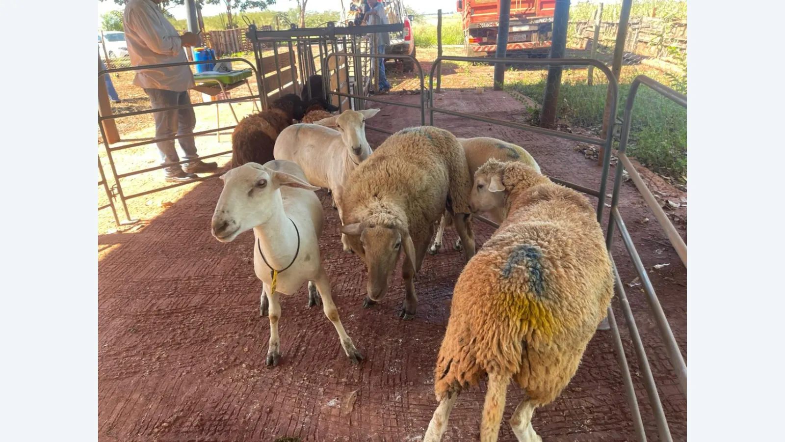 Crescimento da Ovinocultura em Campo Grande Impulsiona Renda no Campo