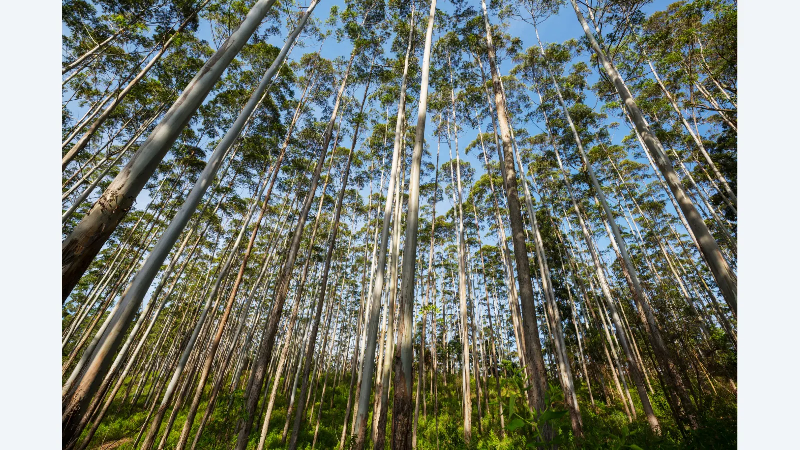Agropecuária se destaca como maior geradora de empregos em Campo Grande