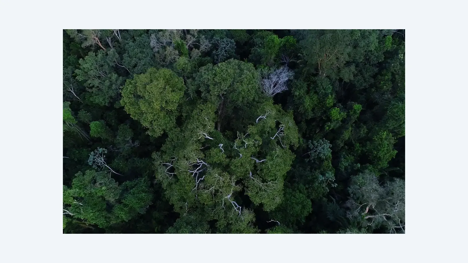 Programa União com Municípios reduz queimadas na Amazônia em 70 cidades