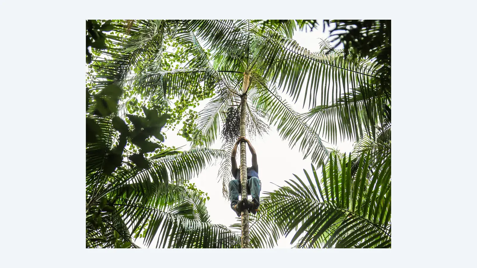 FAPESP apoia inovação sustentável com programa NexBio Amazônia