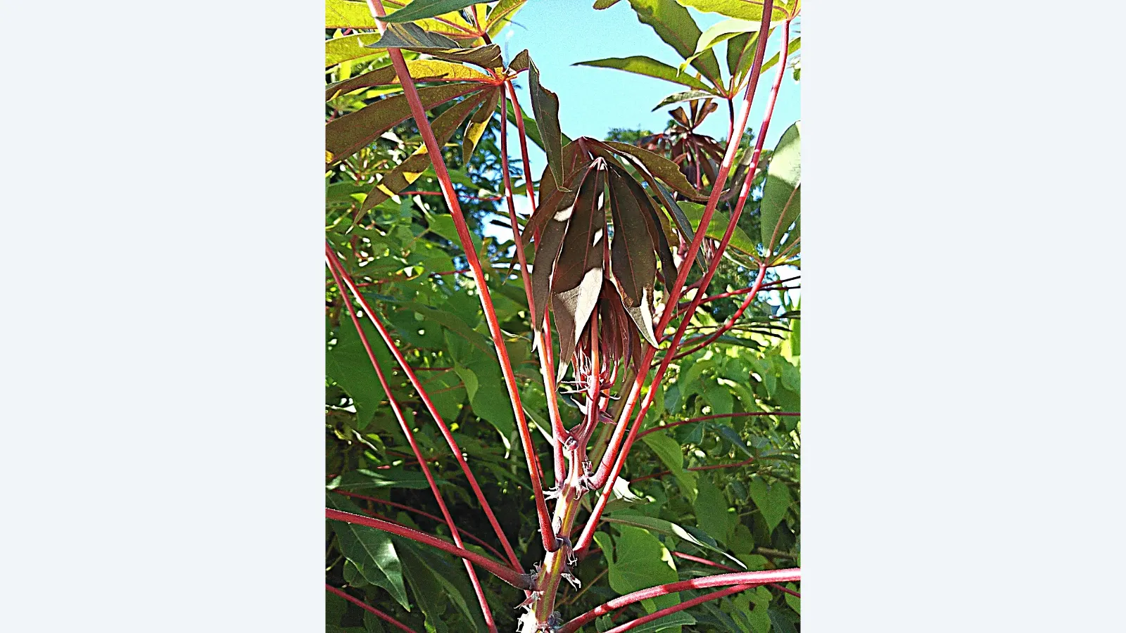 Foto ilustrativa de arquivo — Feuilles de Manioc