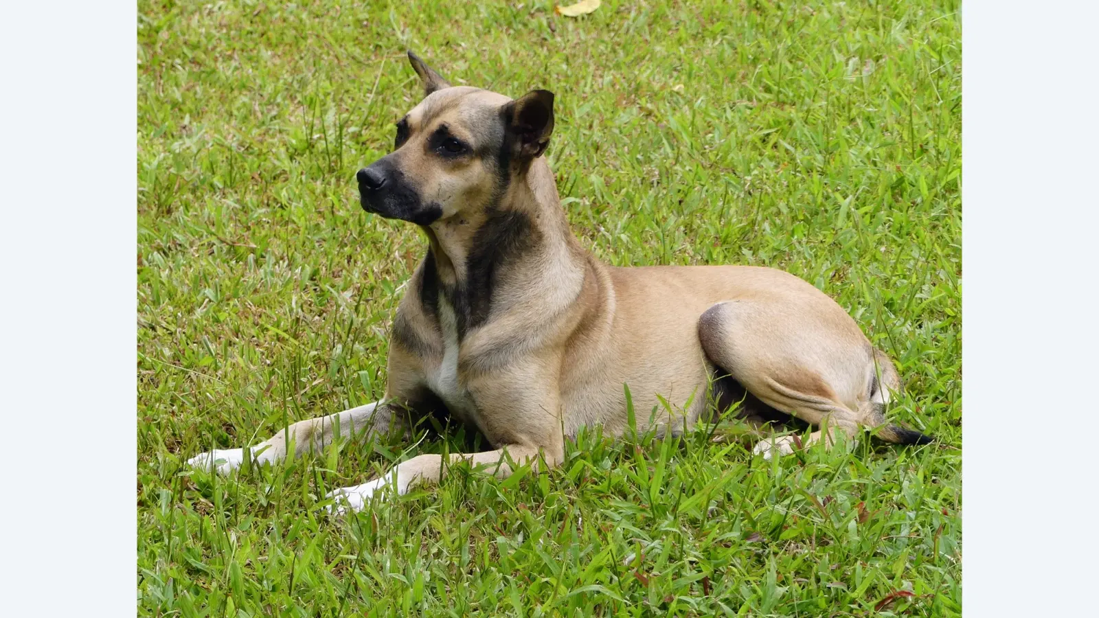Foto ilustrativa de arquivo — Um cão vira-latas, ou sem raça definida.