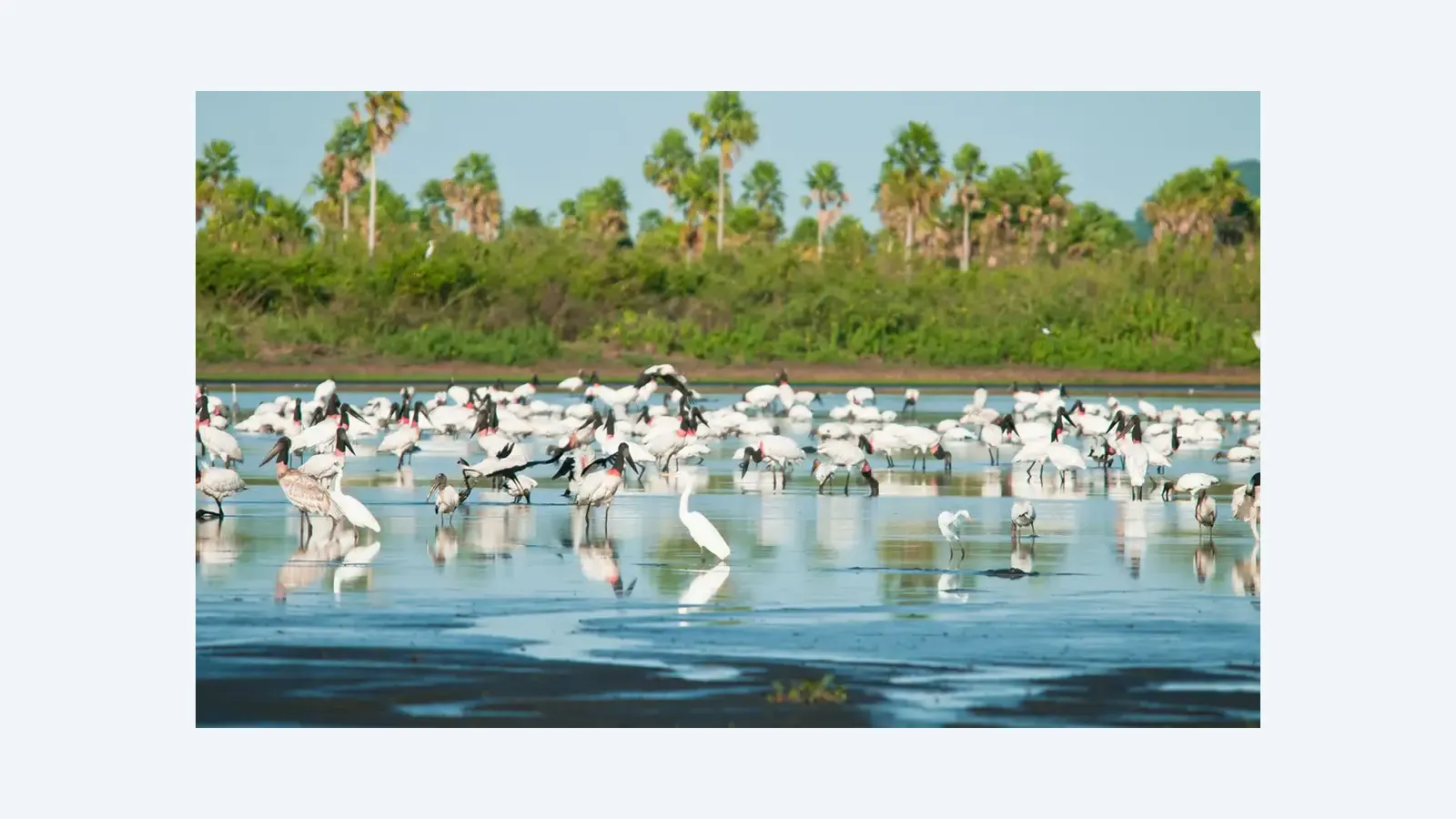 Brasil amplia áreas protegidas no Pantanal e cria reserva no Cerrado