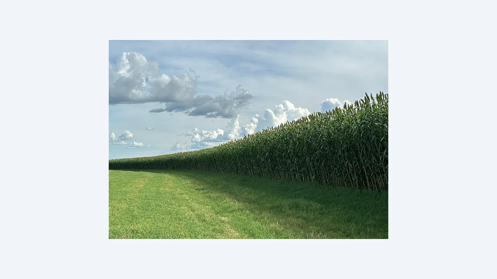 Embrapa e Latina Seeds lançam sorgo forrageiro gigante BRS 662