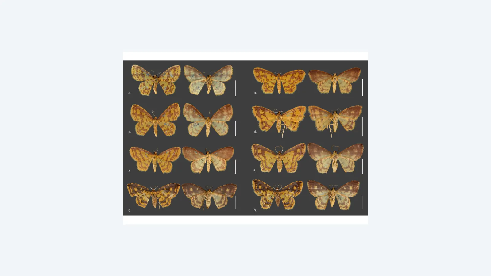 Oito novas espécies de mariposas homenageiam orixás no Brasil