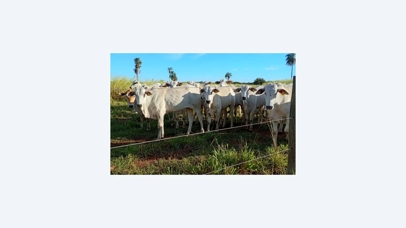 Leilão de 45 Bovinos do Governo de MS Acontecerá na Pantanal Tech 2026