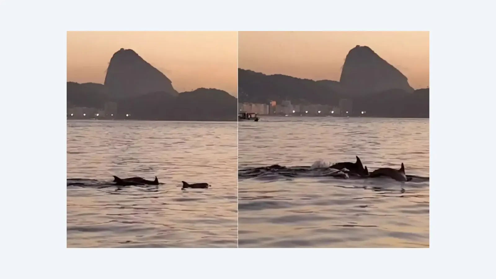 Golfinhos aparecem no Arpoador e indicam mar saudável no Rio