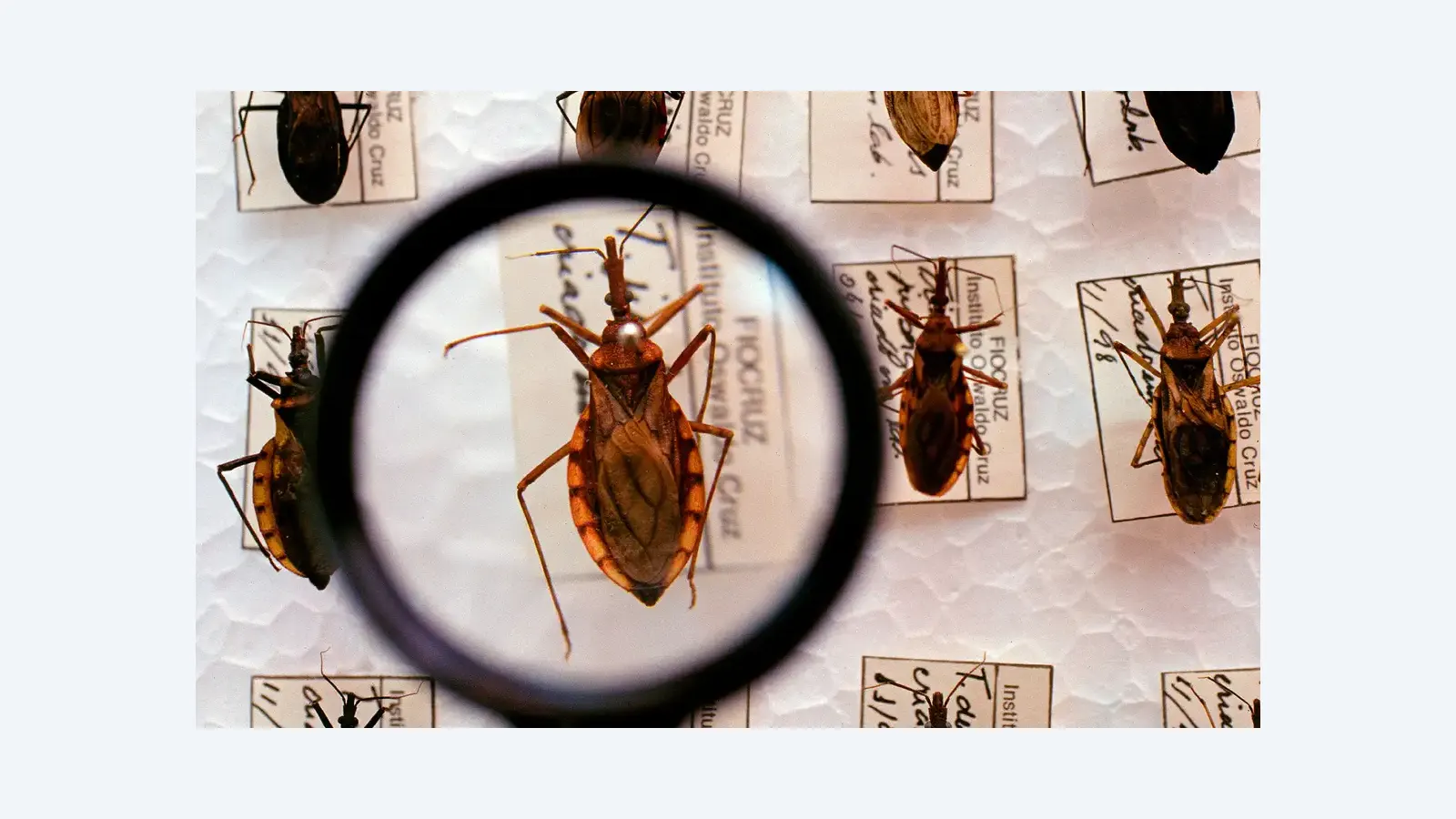 Ministério da Saúde destina R$ 12 milhões para combate à doença de Chagas