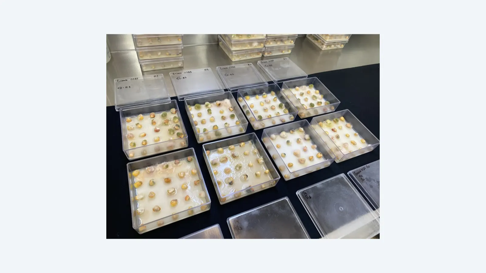SiloBio: inovação sustentável para tratamento de grãos no Brasil